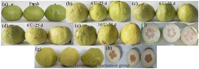 Post-harvest cold shock treatment enhanced antioxidant capacity to reduce chilling injury and improves the shelf life of guava (Psidium guajava L.)